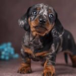 Taris-male-dachshund-puppy-for-sale-3