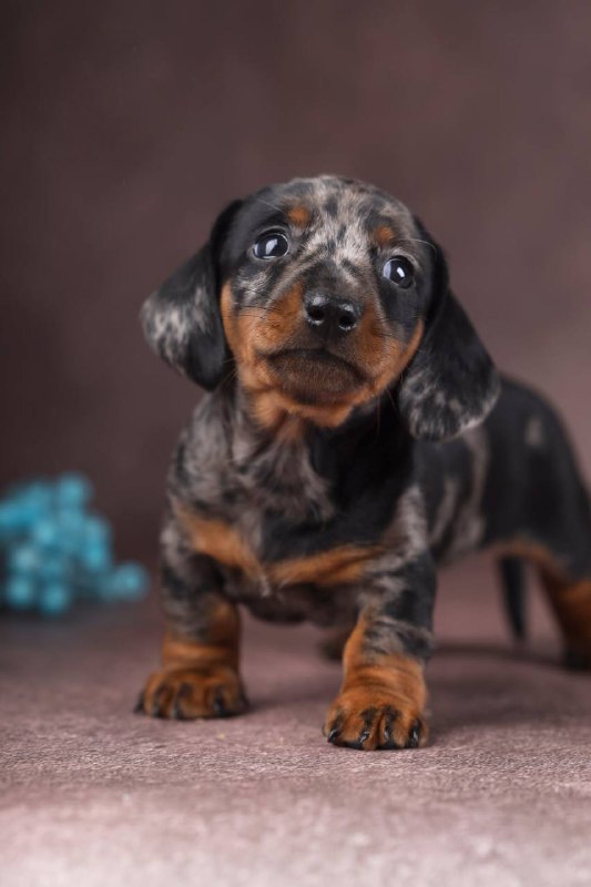 Taris Miniature Dachshund Taris Miniature Dachshund