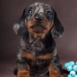 Taris-male-dachshund-puppy-for-sale-4