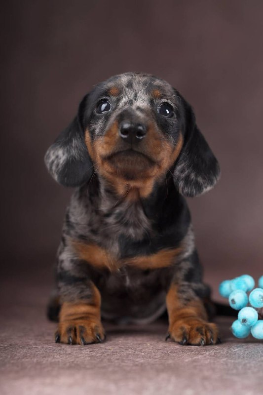 Taris Miniature Dachshund Taris Miniature Dachshund