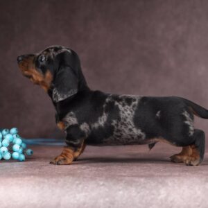 Taris Miniature Dachshund
