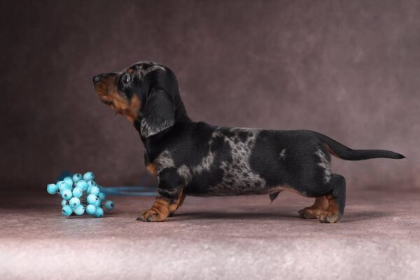 Taris Miniature Dachshund Taris Miniature Dachshund