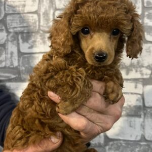 Tasha Miniature Poodle