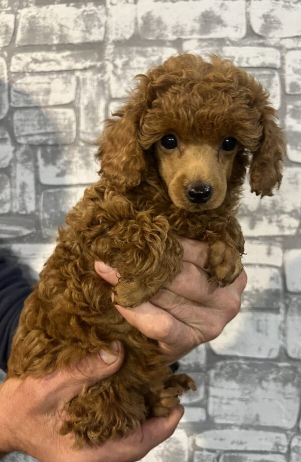Tasha Miniature Poodle Tasha Miniature Poodle