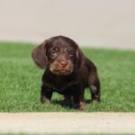 Tate-male-miniature-poodle-puppy-for-sale- (1)