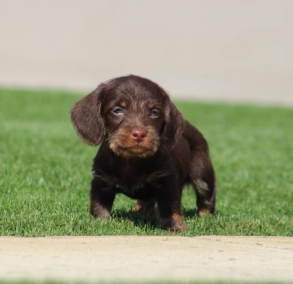Tate Miniature Dachshund