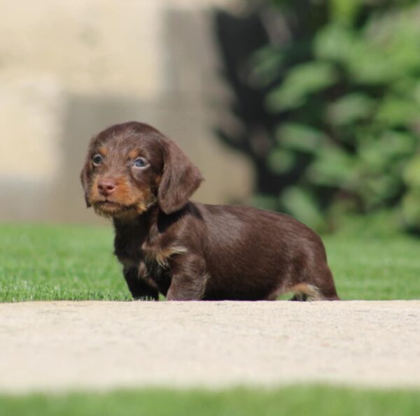 Tate Miniature Dachshund