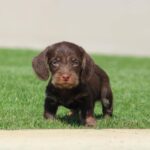 Tate-male-miniature-poodle-puppy-for-sale- (3)