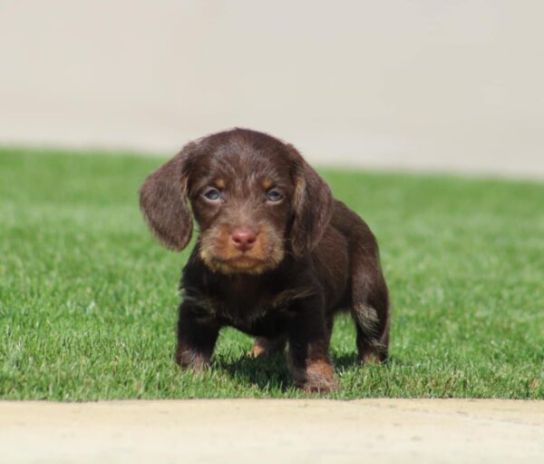 Tate Miniature Dachshund