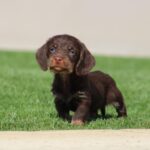 Tate-male-miniature-poodle-puppy-for-sale- (4)