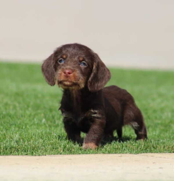Tate Miniature Dachshund