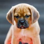 Terry Puggle