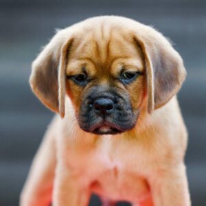 Ted Puggle