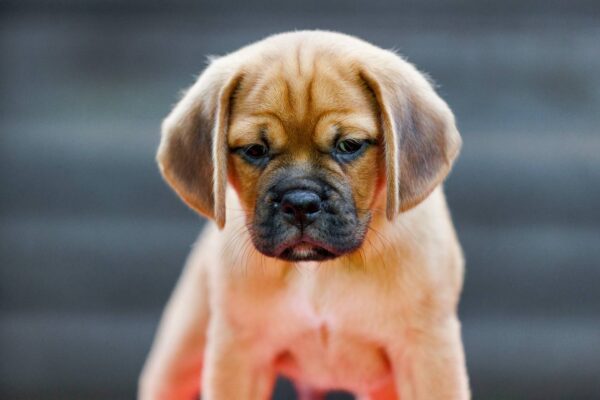 Ted Puggle