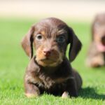Teo-male-miniature-dachshund-puppy-for-sale- (1)