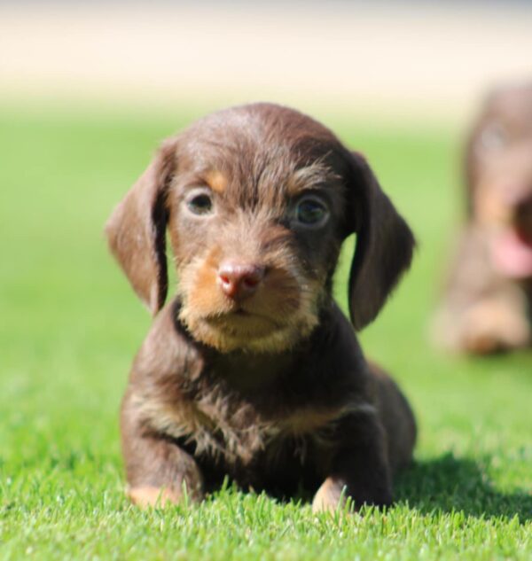 Teo Miniature Dachshund
