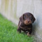 Teo-male-miniature-dachshund-puppy-for-sale- (2)
