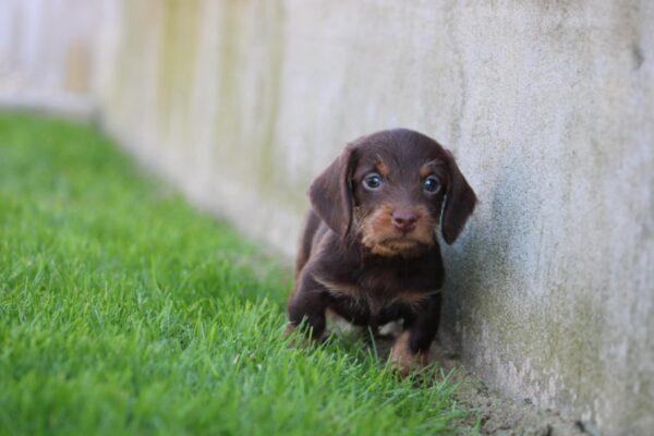 Teo Miniature Dachshund