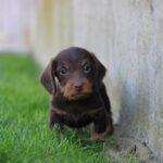 Teo-male-miniature-dachshund-puppy-for-sale- (3)