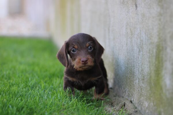 Teo Miniature Dachshund