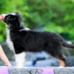 Teodor-male-australian-shepherd-puppy-for-sale-1 (1)