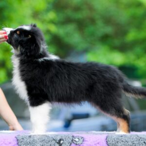Teodor Australian Shepherd