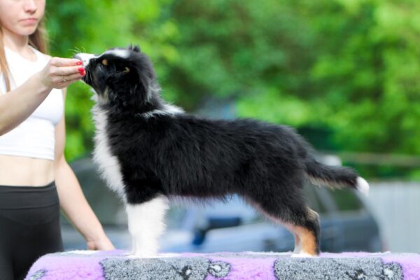 Teodor Australian Shepherd Teodor Australian Shepherd