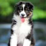 Teodor-male-australian-shepherd-puppy-for-sale-1 (2)