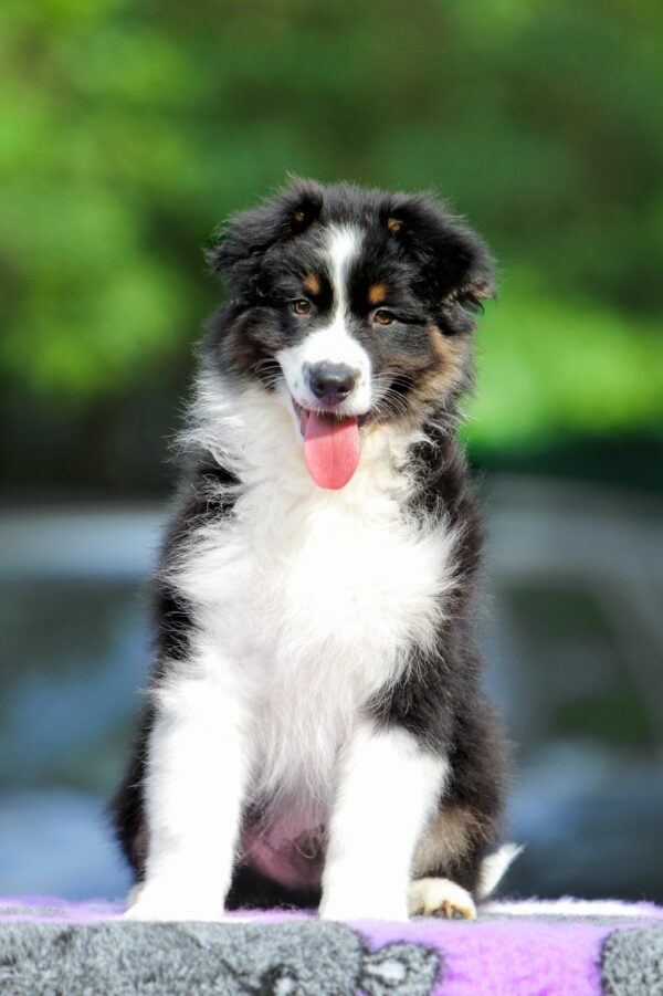 Teodor Australian Shepherd Teodor Australian Shepherd