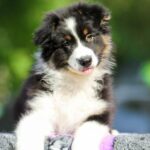 Teodor-male-australian-shepherd-puppy-for-sale-1 (3)