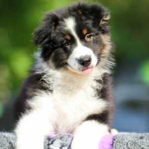 Teodor Australian Shepherd