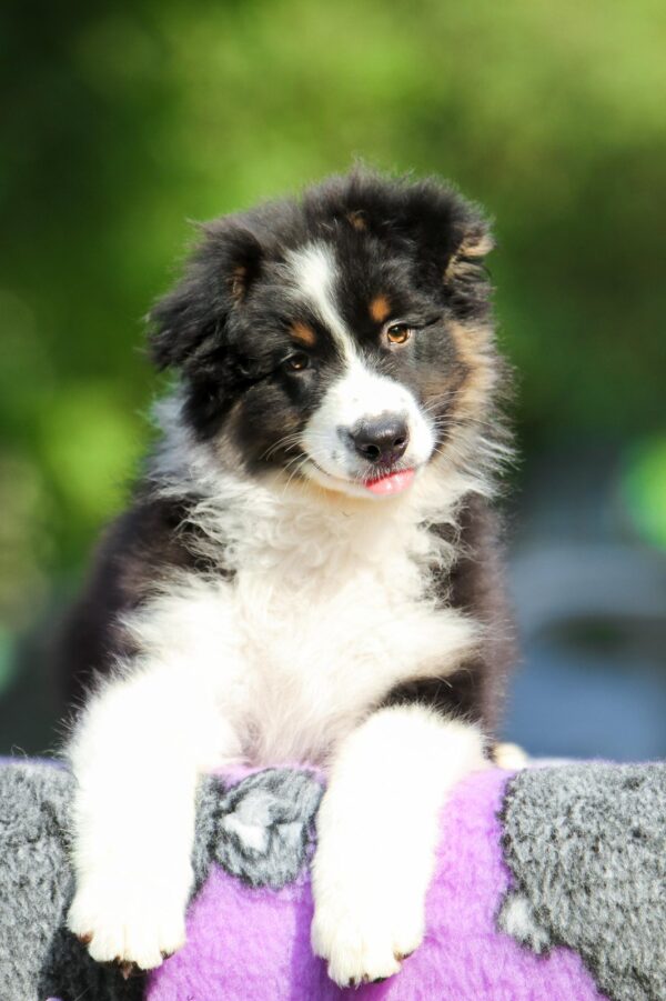 Teodor Australian Shepherd Teodor Australian Shepherd