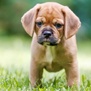 Terry Puggle