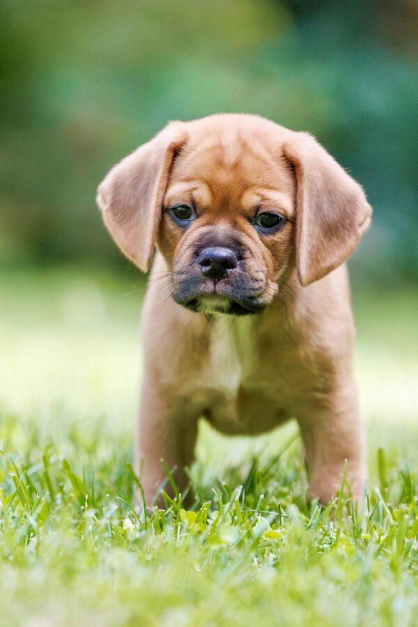 Terry Puggle