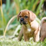 Terry-male-puggle-puppy-for-sale-1 (2)