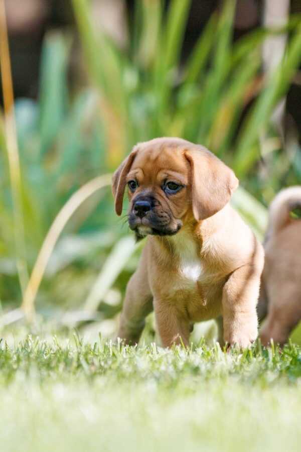 Terry Puggle