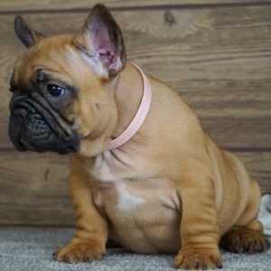 Tessa Calins Frenchies