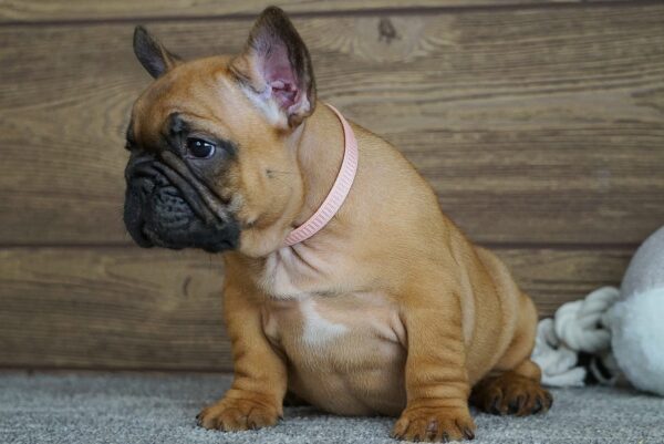 Tessa Calins Frenchies Tessa Calins Frenchies