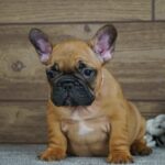 Tessa-female-french-bulldog-puppy-for-sale- (2)