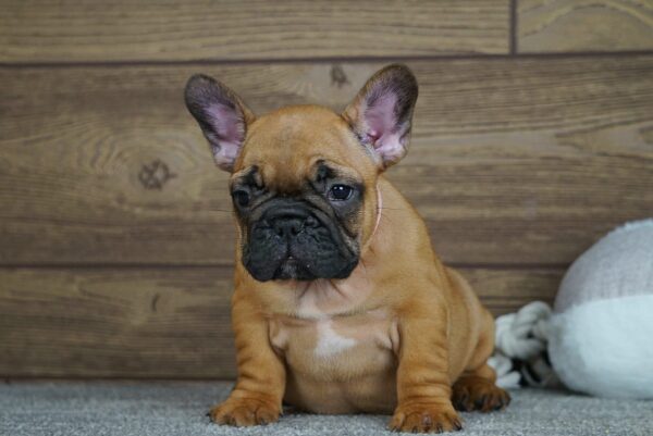 Tessa Calins Frenchies Tessa Calins Frenchies