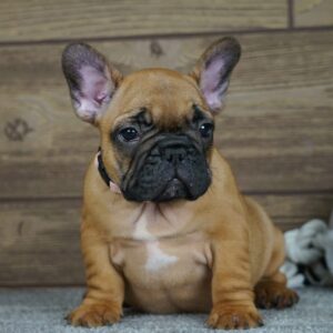 Tessa Calins Frenchies