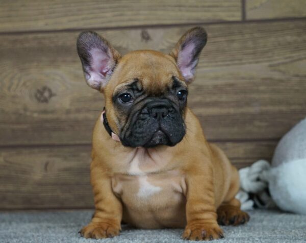 Tessa Calins Frenchies Tessa Calins Frenchies