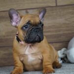 Tessa-female-french-bulldog-puppy-for-sale- (4)