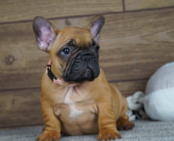 Tessa Calins Frenchies Tessa Calins Frenchies