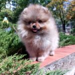 Teya-female-Pomeranian-puppy-for-sale-1