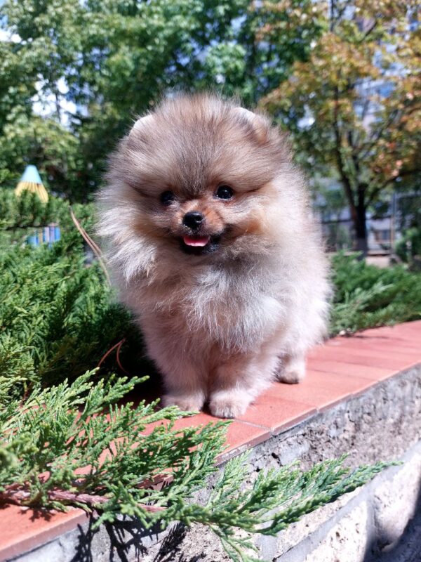 Teya Pomeranian Teya Pomeranian