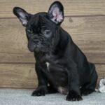 Theodora-female-french-bulldog-puppy-for-sale- (1)