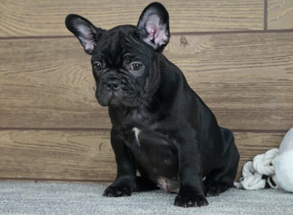 Theodora Calins Frenchies Theodora Calins Frenchies