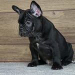 Theodora-female-french-bulldog-puppy-for-sale- (2)