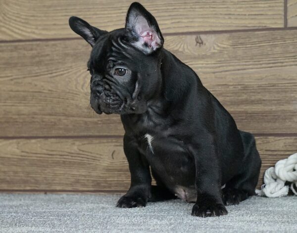 Theodora Calins Frenchies Theodora Calins Frenchies